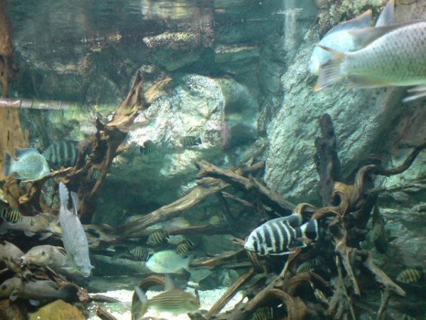 aquarium-porte-doree aquarium-porte-doree