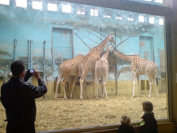 giraffes-en-zoo-vincennes-2 giraffes-en-zoo-vincennes